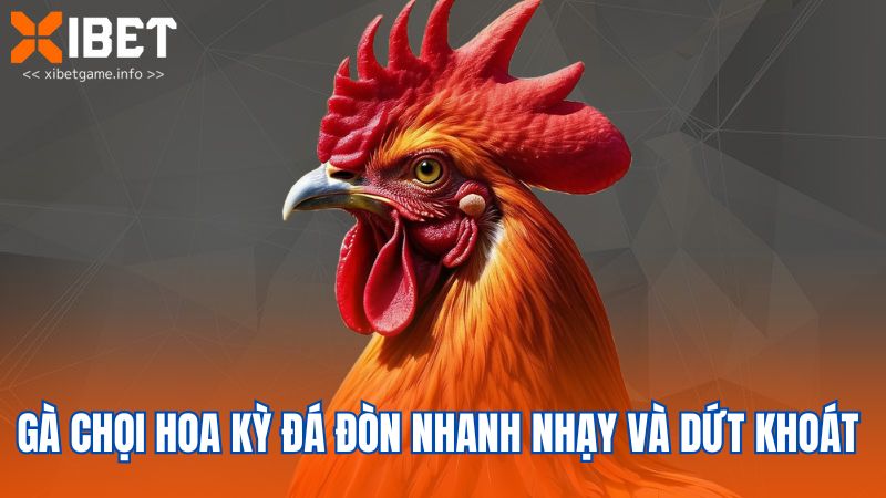 Gà chọi Hoa Kỳ đá đòn nhanh nhạy và dứt khoát